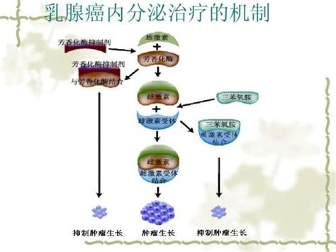 内分泌治疗乳腺癌内分泌治疗 肿瘤 医生在线