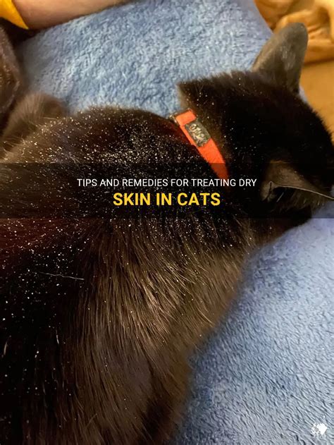 Tips And Remedies For Treating Dry Skin In Cats | PetShun