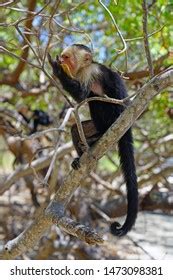 Whiteheaded Capuchin Monkey Cebus Capucinus Eating Stock Photo