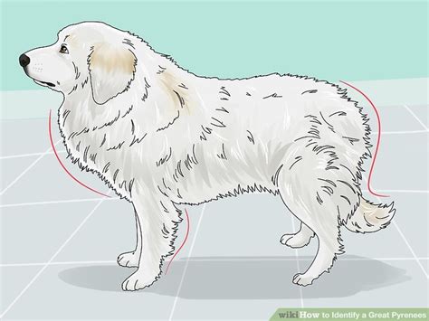 3 Ways To Identify A Great Pyrenees Wikihow