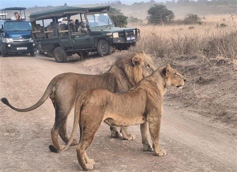 Nairobi National Park Half Day Game Drive With Guide