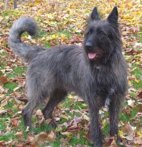 Irish Wolfhound Mix Puppies : Phil The Irish Wolfhound Lab Mix S Web ...