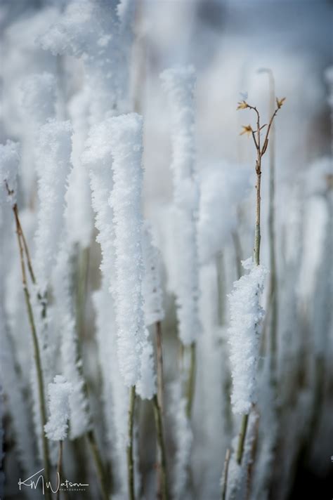 photographic journey    hoar frost