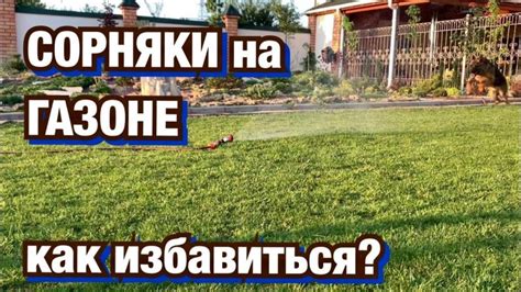 Гербициды для газона от сорняков: как применять, сплошного действия ...