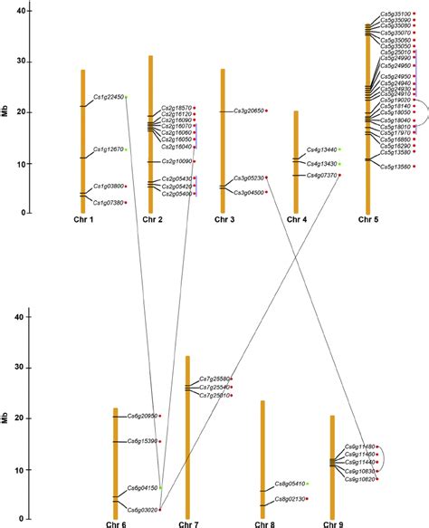 Chromosomal Locations And Gene Duplication Events Of Citrus Omt Gene