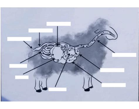 sheep digestive anatomy Quiz