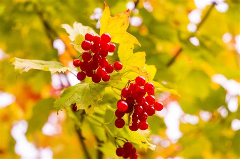 400+ Бесплатные Калина & Природа изображения - Pixabay