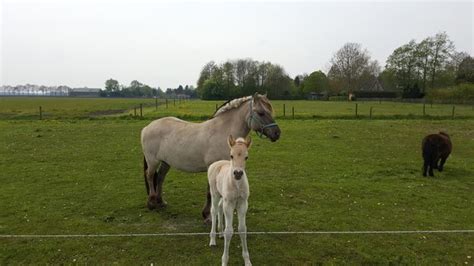 Premium Photo | Horse grazing in pasture