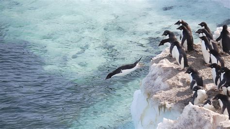 Klimawandel Weniger Pinguin Kacke Schlecht Für Die Antarktis · Dlf Nova