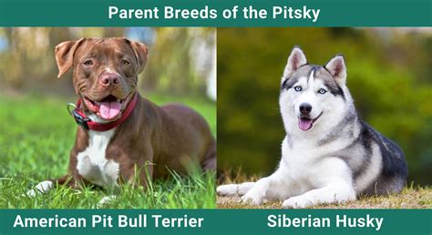 siberian pitbull mix 13