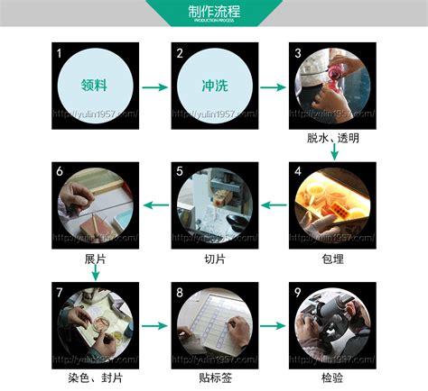 生物显微镜实验切片 中药切片玻片标本 实验器材 商陆根横切 阿里巴巴