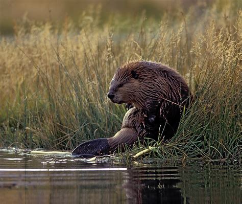 Busy Beavers