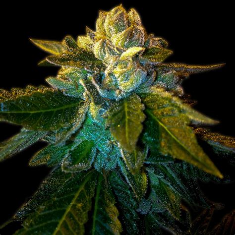 Platinum Og Feminized Seeds For Sale Premium Cultivars