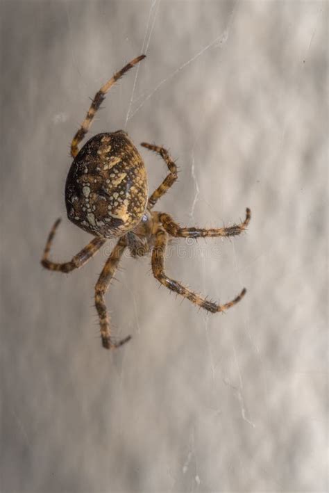 Macro Da Aranha Do Diadematus Do Araneus Foto De Stock Imagem De