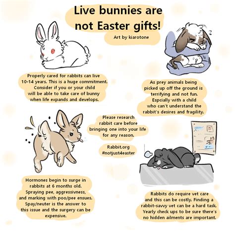 Bunnies Are Not Easter Ts Rabbits