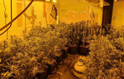 Cannabis Grow House With 250 Plants Discovered In Irish Home The Irish Post