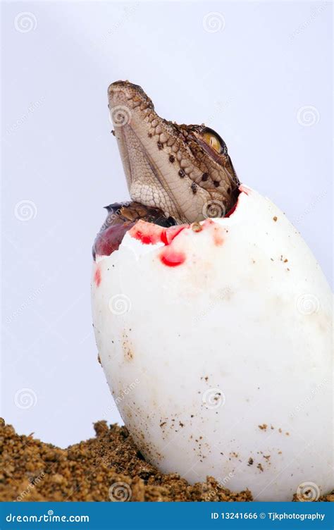 Crocodile Hatching Stock Photo Image Of Environment 13241666