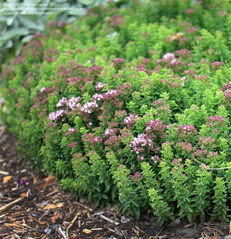 Plantfiles Pictures Origanum Compact Greek Oregano Creeping Oregano