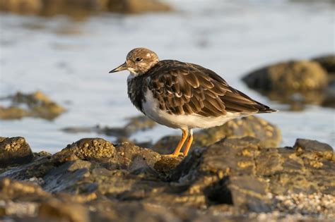 Premium Photo Portrait Of Turnstone Arenaria Interpres In Its Environment