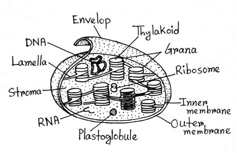 Chloroplasts: Definition, Structure, Functions