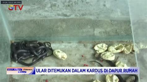 Warga Perumahan Bekasi Timur Bantar Gebang Temukan Sarang Ular King