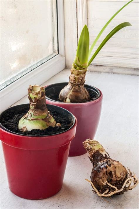 how to care for amaryllis bulbs