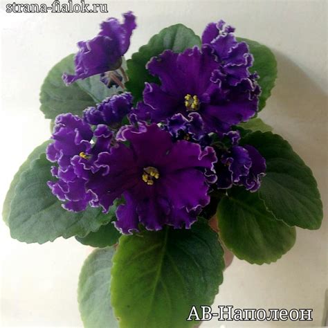 Ав Наполеон Фиалка Фото – Telegraph