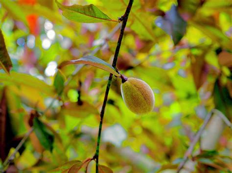 Weeping Peach Tree Photograph by Alida M Haslett | Fine Art America