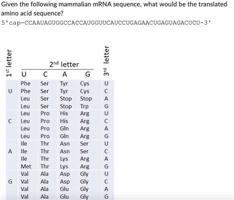 Solved Given the following mammalian mRNA sequence, what | Chegg.com