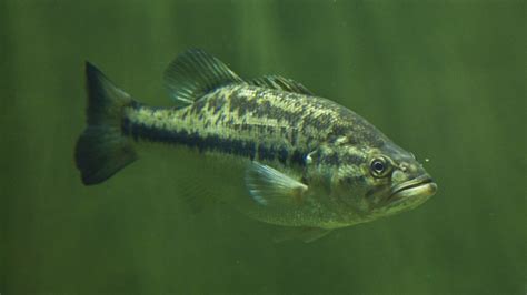 Largemouth Bass Underwater