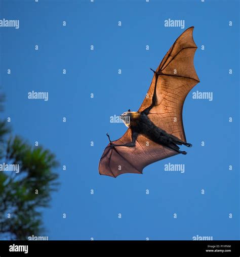 Giant bat hi-res stock photography and images - Alamy