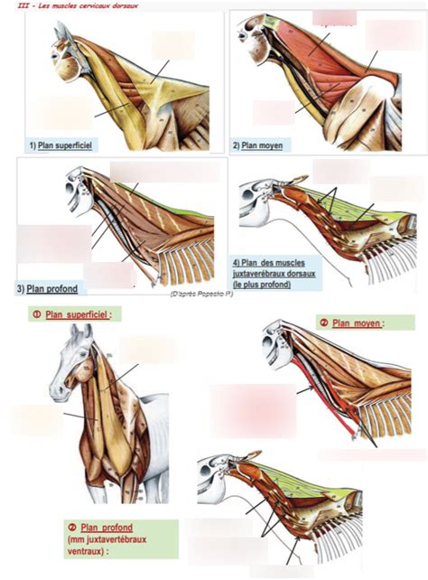 Diagramme De Muscles Cervicaux Dorsaux Et Ventraux Quizlet