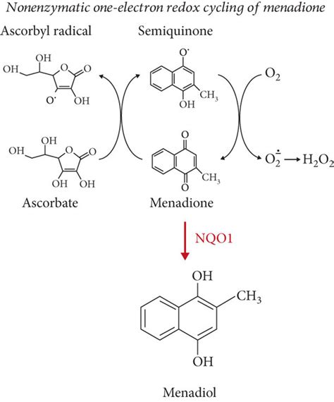 Schematic Representation Of Redox Cycling Of Menadione With Production