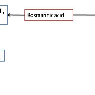 Mechanism Of Rosmarinic Acid As Anticancer Agent Against Colon Cancer