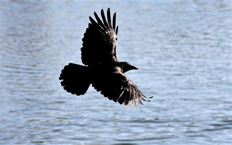 Hunting Tips for Beginners: Why Crow Hunting? - Hunter Experts