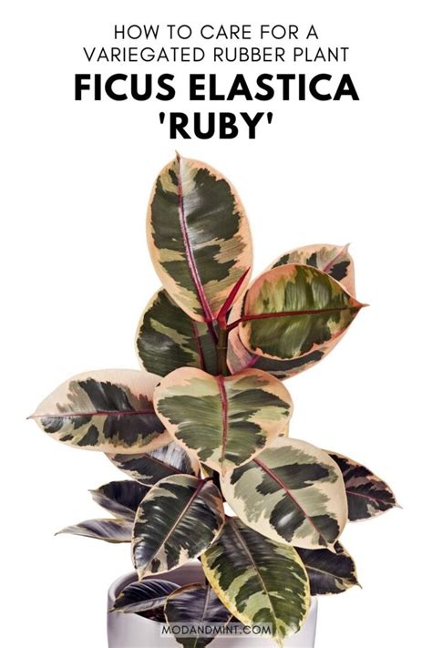 Pink Rubber Plant Care Guide Ficus Elastica Ruby