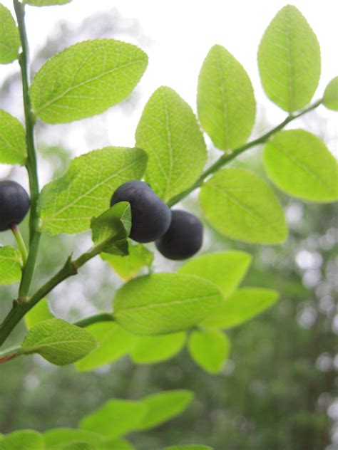 Chernika 9 by Eugene-Sternhagel on DeviantArt