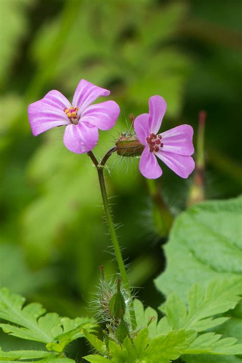 G Ranium Herbe Robert Geranium Robertianum Laurent Lemetais