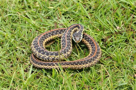 Common Gartersnake Reptiles And Amphibians Of Mississippi