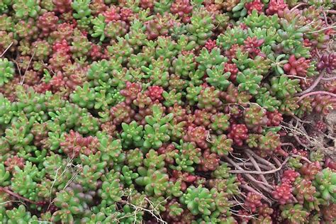 Очиток белый 'Coral Carpet'