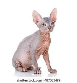 Bald Cat Cat Breed Sphinx Naked Stock Photo Shutterstock