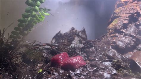 Training Fire Belly Newt Eft To Eat Frozen Bloodworms Youtube