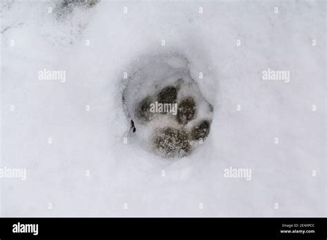 Fox paw print hi-res stock photography and images - Alamy