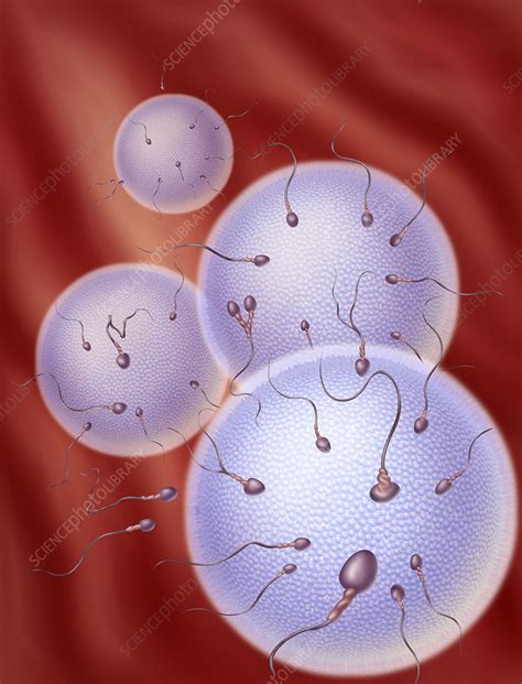 Canine Sperm And Egg Stock Image C Science Photo Library