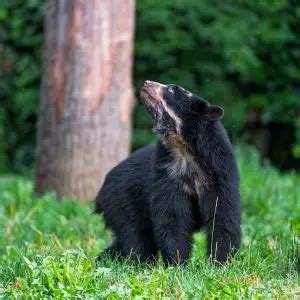 Spectacled Bear - Facts, Diet, Habitat & Pictures on Animalia.bio