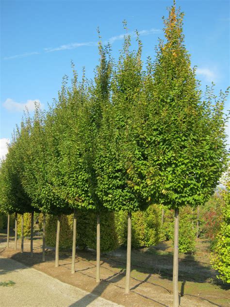 Carpinus Betulus Frans Fontaine