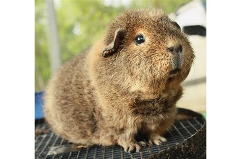 Teddy Guinea Pig: The Cavy With A Teddy Bear Resemblance | The Pets ...