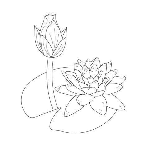 Premium Vector Water Lily Coloring Page And Line Art Flower Sketch