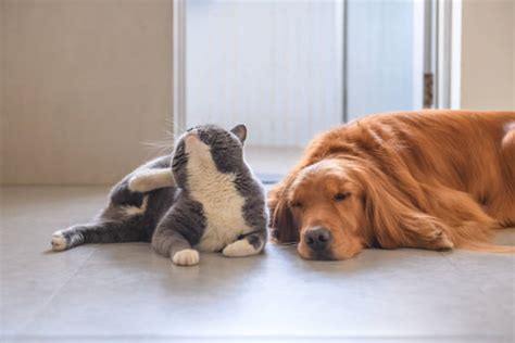 Dog And Cat Scratching Stock Photos Pictures And Royalty Free Images