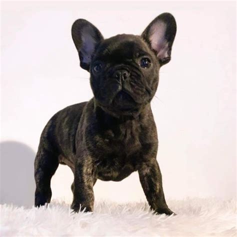 Chiots De Race Bouledogue Français En Nouvelle Aquitaine